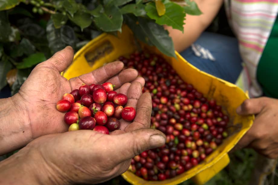 El café colombiano sigue siendo una de las principales fuentes de ingreso rural del país. Entre octubre de 2024 y septiembre de 2025, Colombia ha tenido una producción histórica de 14,9 millones de sacos de 60 kg.