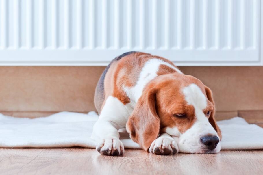 Furbo, la cámara interactiva para cuidar a tu perro y jugar con él cuando no estás en casa