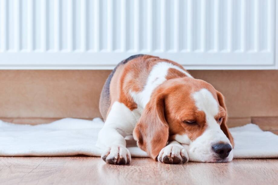 Furbo, la cámara interactiva para cuidar a tu perro y jugar con él cuando no estás en casa