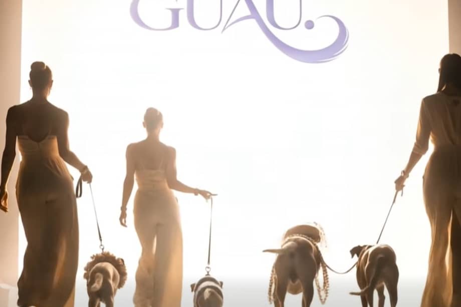 La pasarela de adopción para perros geriátricos y con discapacidad.