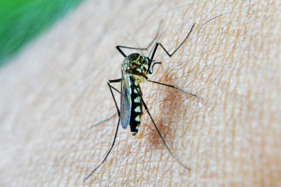 Los portadores de la malaria son mosquitos hembra de la especie Anopheles. / Pixabay