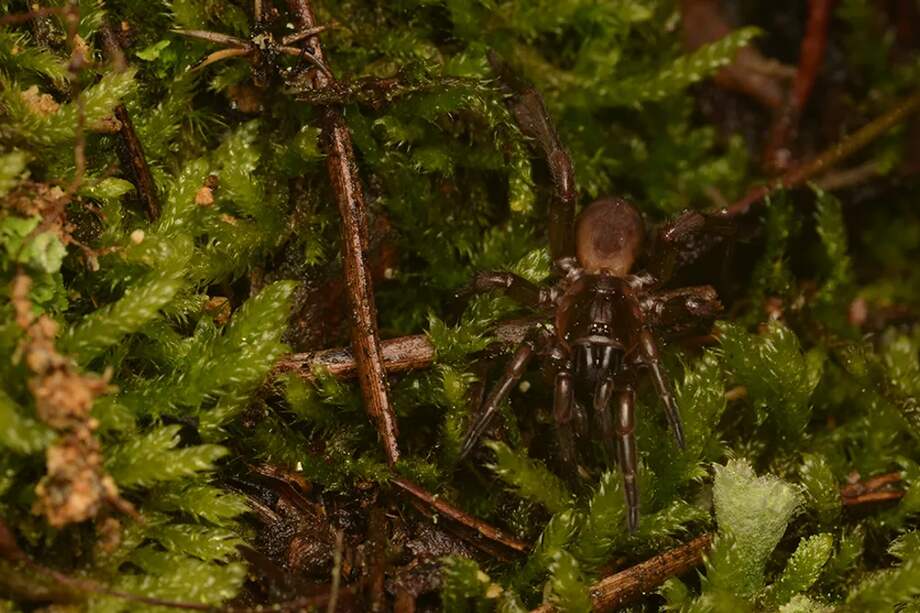 La araña trampilla de Fagilde fue descubierta por la entomóloga Amélia Bacelar en Portugal durante 1931.