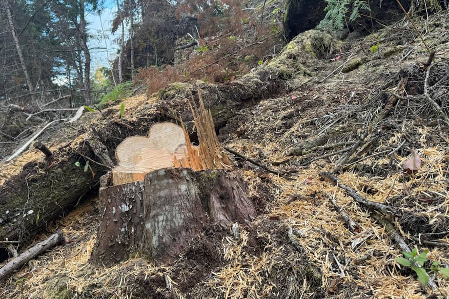 Evidenciaron la tala de 40 árboles de la especie urapán.