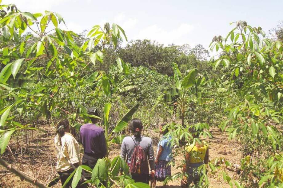 La investigación exploró seis chagras y entrevistó a 12 indígenas. / Valentina Fonseca