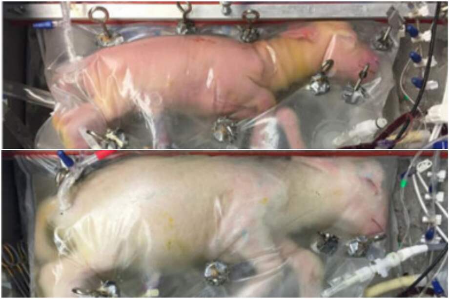 Un primer intento de matriz artificial había sido creado por investigadores de la Universidad de Filadelfia en 2017, se llamó biobag y logró que unas ovejas prematuras terminaran de desarrollarse. / Tomado de Nature.com