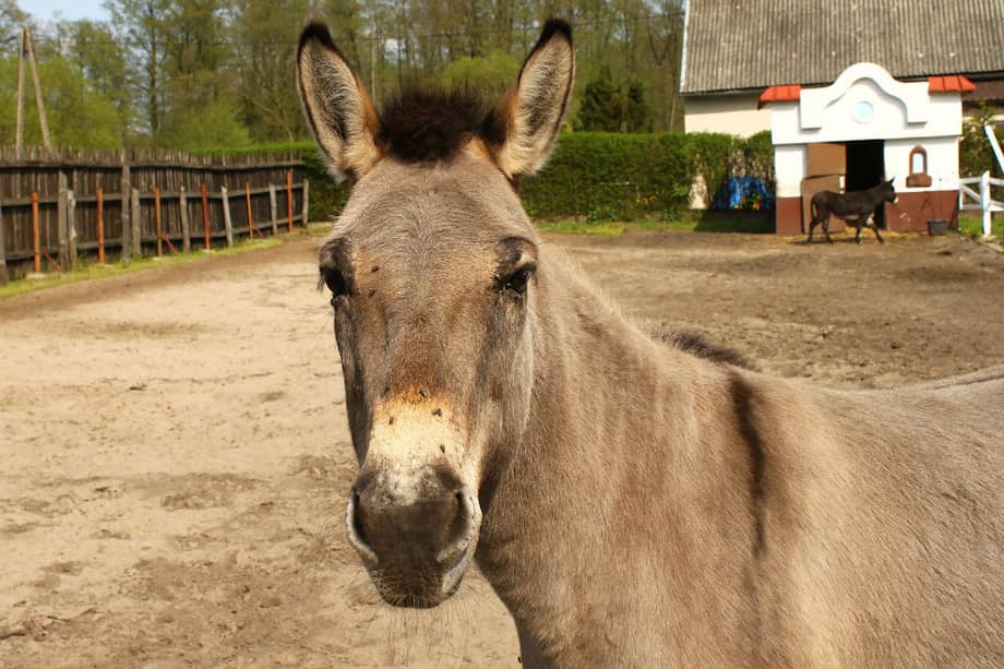 Según el estudio, la domesticación de los burros fue muchos años antes que la de los caballos. / Pixabay