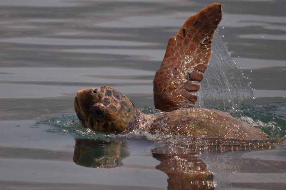 Las tortugas bobas (‘Caretta caretta’) habitan los océanos Atlántico, Pacífico e Índico, así como el mar Mediterráneo.