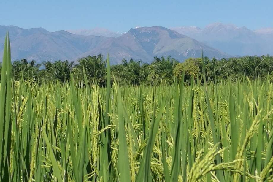 Imagen de referencia.