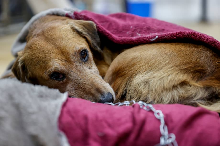 ACOMPAÑA CRÓNICA BRASIL INUNDACIONES AME5486. PORTO ALEGRE (BRASIL), 12/05/2024.- Fotografía de un perro rescatado de las inundaciones, el 11 de mayo de 2024, en un refugio en Porto Alegre (Brasil). Cientos de mascotas han sido rescatadas del agua desde que empezaron las inundaciones en el sur de Brasil. Mojadas y nerviosas, muchas han sido acogidas en refugios creados sobre la marcha mientras esperan un nuevo hogar. EFE/Sebastião Moreira