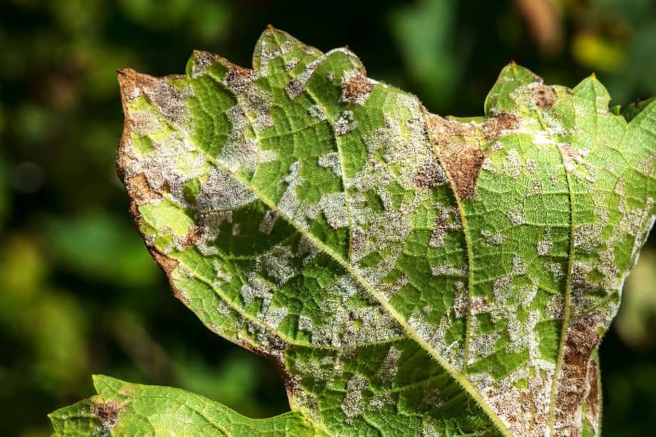 El manejo adecuado de las condiciones ambientales y el uso de prácticas de control preventivo son esenciales para reducir la incidencia de mildiu en plantas ornamentales y otras especies cultivadas.