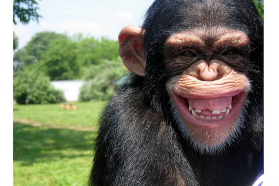 Neetcurioso.com / La sonrisa de un chimpancé-
