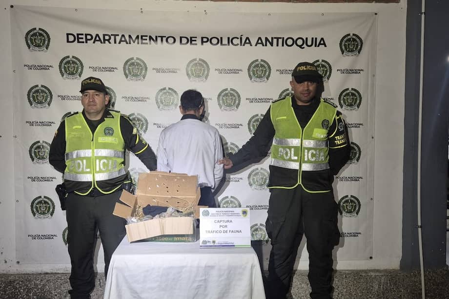 El hombre que transportaba a los pichones permanece bajo custodia de la Policía Nacional y se encuentra a la espera de un dictamen judicial.