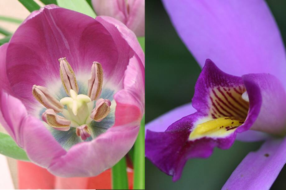 Flores según tu signo