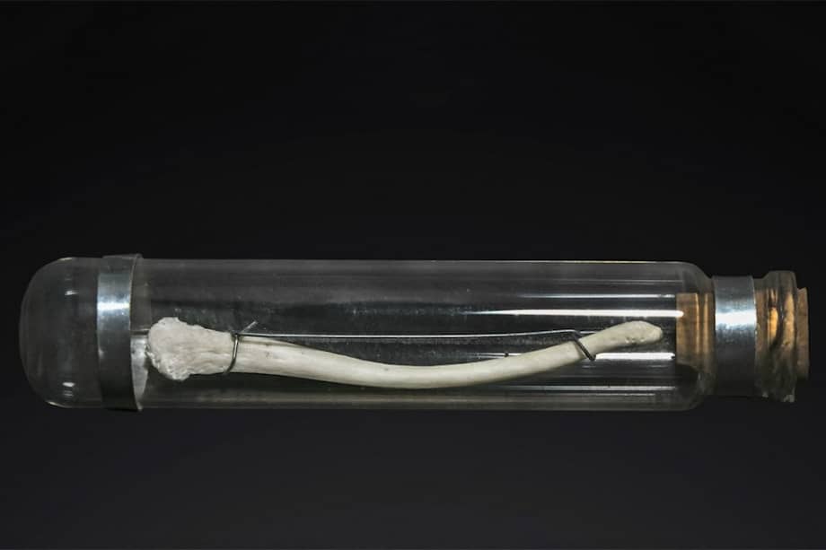 Hueso del pene de un macaco. / Didier Descouens/Muséum de Toulouse/Wikimedia Commons