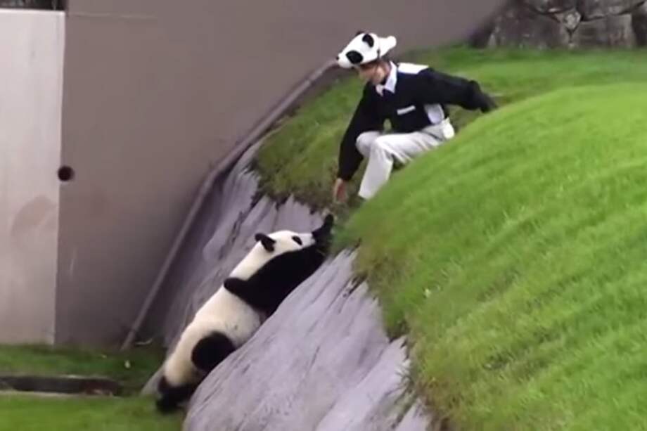 Un chistoso rescate de un panda bebé en el zoológico de Japón