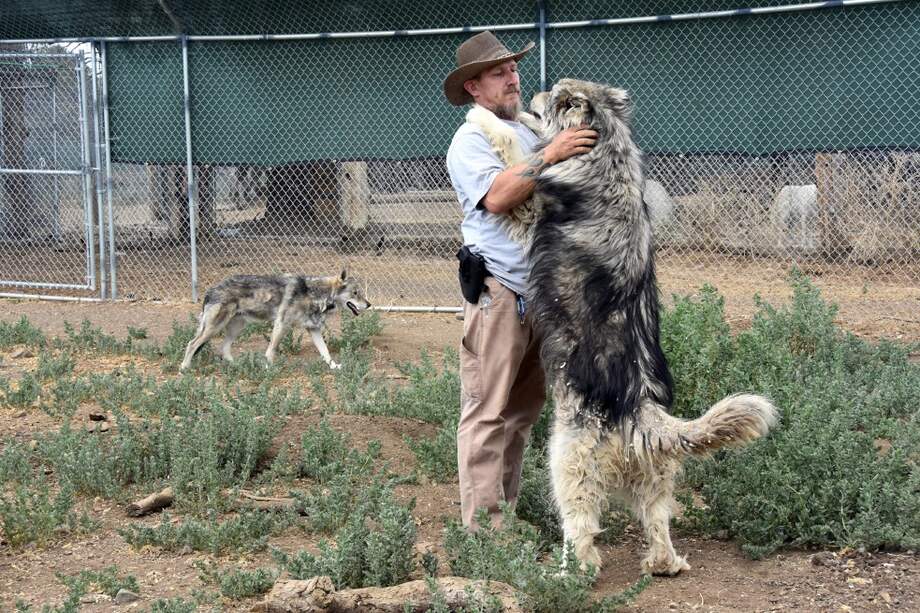 Un veterano de guerra de EE. UU. juega con un lobo. / EFE