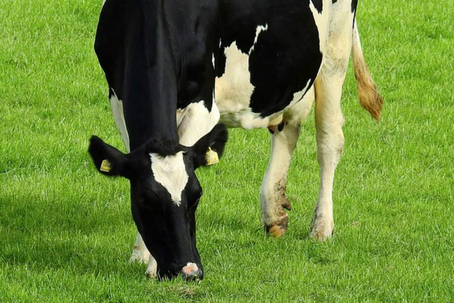 Tomada de Pixabay/Referencia