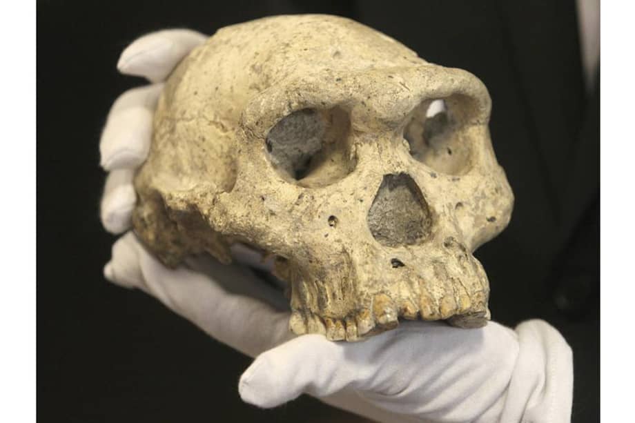 Imagen de un cráneo de 1,8 millones de años descubierto en Georgia en 2005, en el Museo Nacional de Georgia en Tbilisi