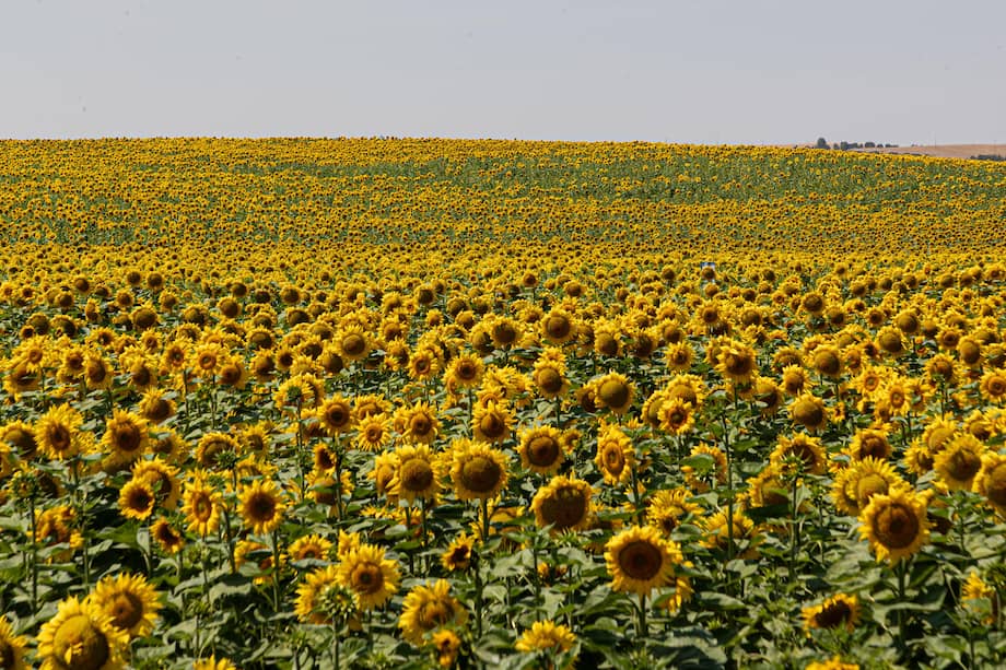 Campo de girasoles