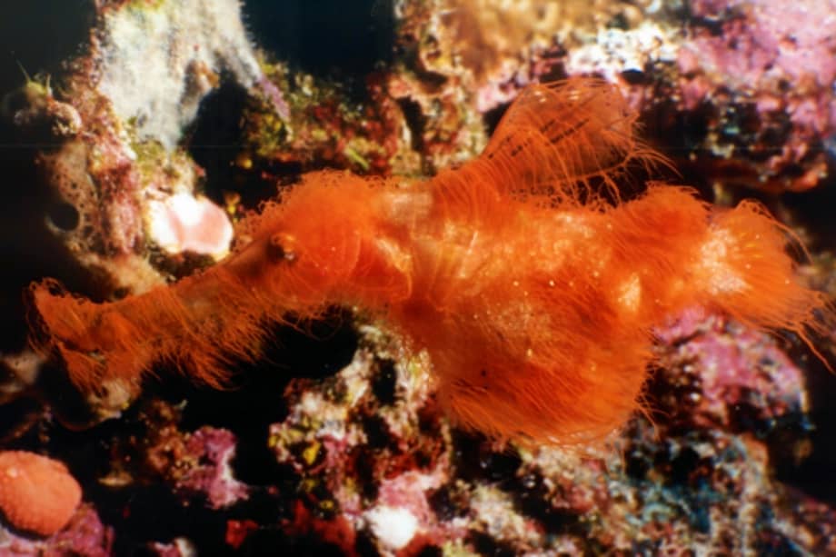 Los ejemplares estudiados en esta investigación fueron encontrados en la Gran Barrera de Coral.