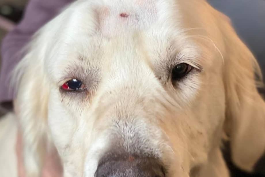 El perro fue encontrado en una zanja.