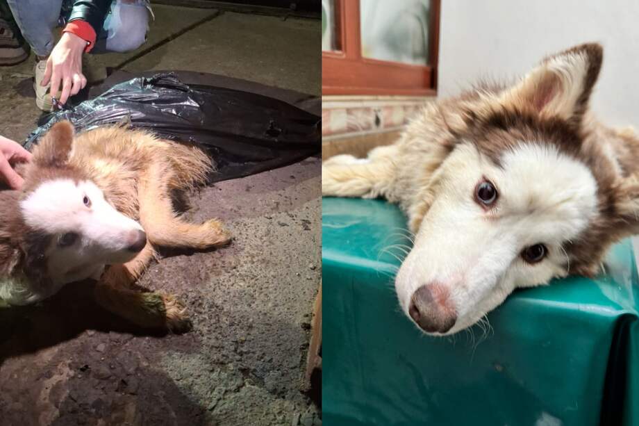 La perrita de raza husky tiene aproximadamente un año de edad.