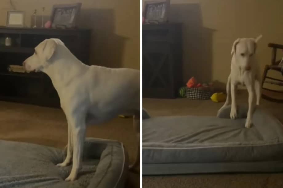 Cuando la bebé duerme en su corral, el perro se recuesta a su lado, y si la menor se encuentra en su silla mecedora, él permanece cerca observándola.