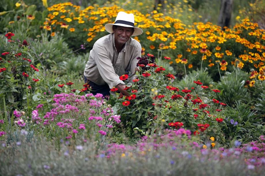 Gladiolos, crisantemos, lirios, claveles, besitos, pensamientos, girasoles y orquídeas son algunas de las flores insignias de las silletas de Santa Elena. / El Colombiano