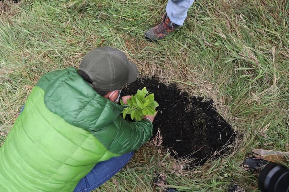 Han sido 100 los árboles que se han plantado en Zipaquirá.