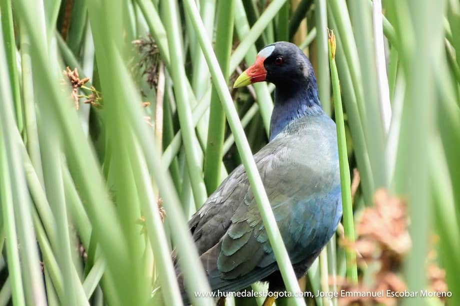 El reporte de aves migratorias se ha incrementado significativamente, durante las primeras semanas de enero fueron rescatadas más de 408 animales.