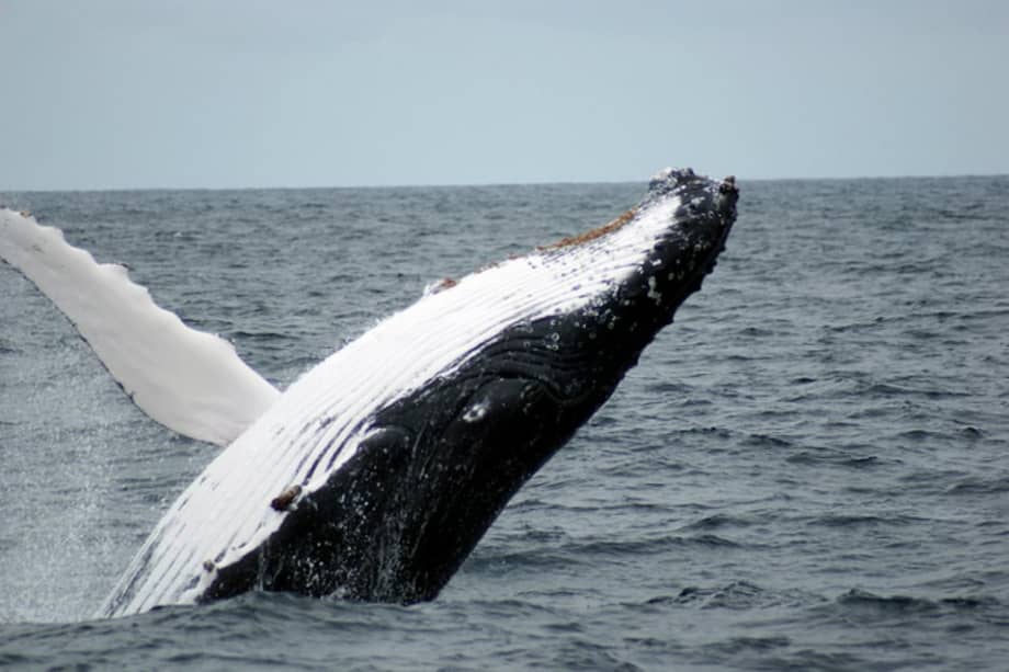 El santuario de ballenas del Atlántico Sur tendría una extensión aproximada de más de 20 millones de m2. / Flickr / Pilar Expósito - Creative Commons