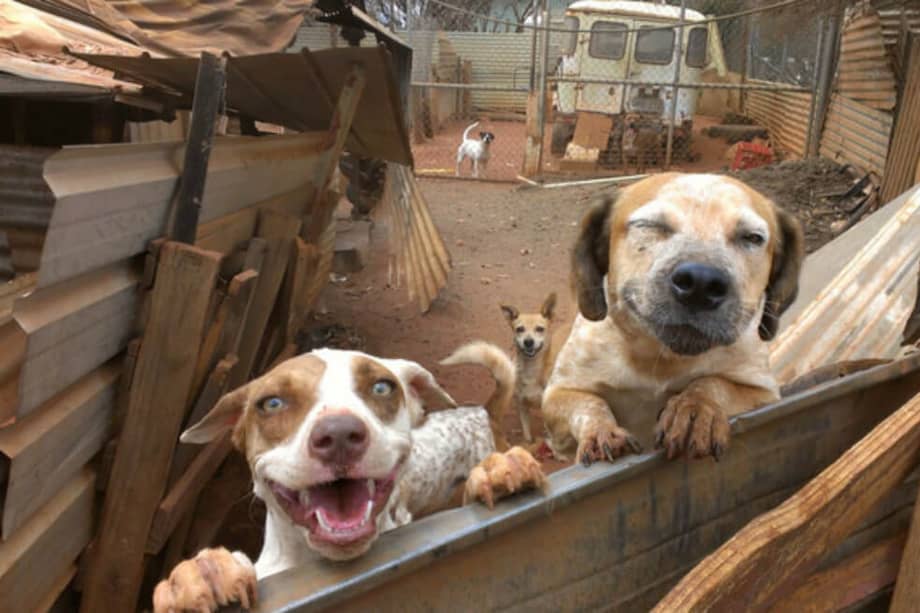 El tumor venéreo transmisible canino, conocido por las siglas CTVT en inglés, es una enfermedad común en los perros de todo el mundo.
/ Jan Allen | AMRRIC