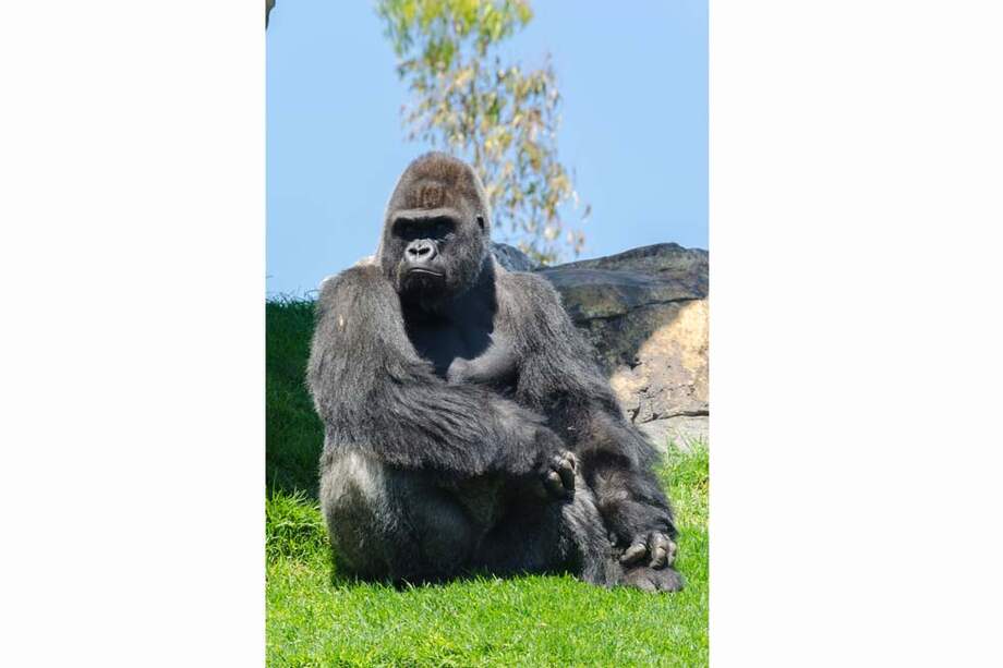 El gorila camerunés fue la especie que transmitió los dos tipos del VIH, de los cuales se desconocía su origen. / Manuel del Roj Diaz - Flickr