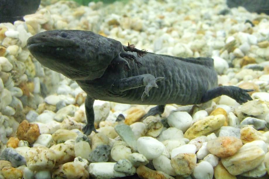 Imagen de un ajolote ("Ambystoma mexicanum").