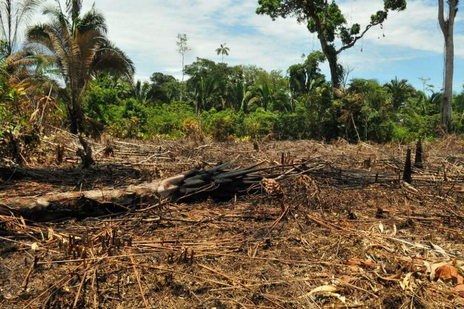 Caquetá es, después de Meta, el departamento que según el Ideam presenta la mayor deforestación en el país. / Foto: Herminso Ruiz