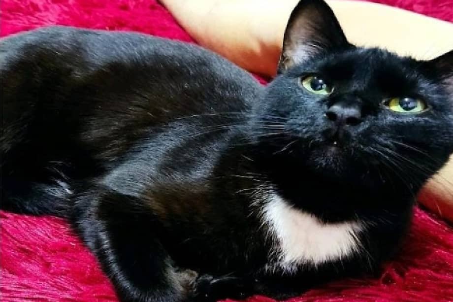 Al momento de su desaparición se encontraba debajo de dos carros.