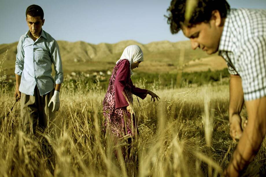 Una cosecha familiar de trigo de un campo en Korre, Irak / Panos