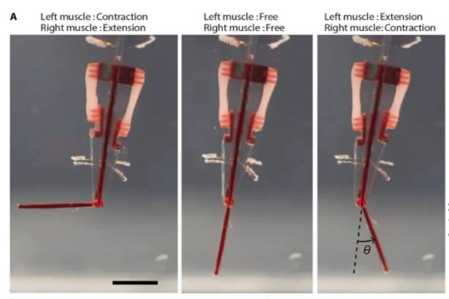 Yuya Morimoto, Hiroaki Onoe y Shoji Takeuchi,Science Robotics