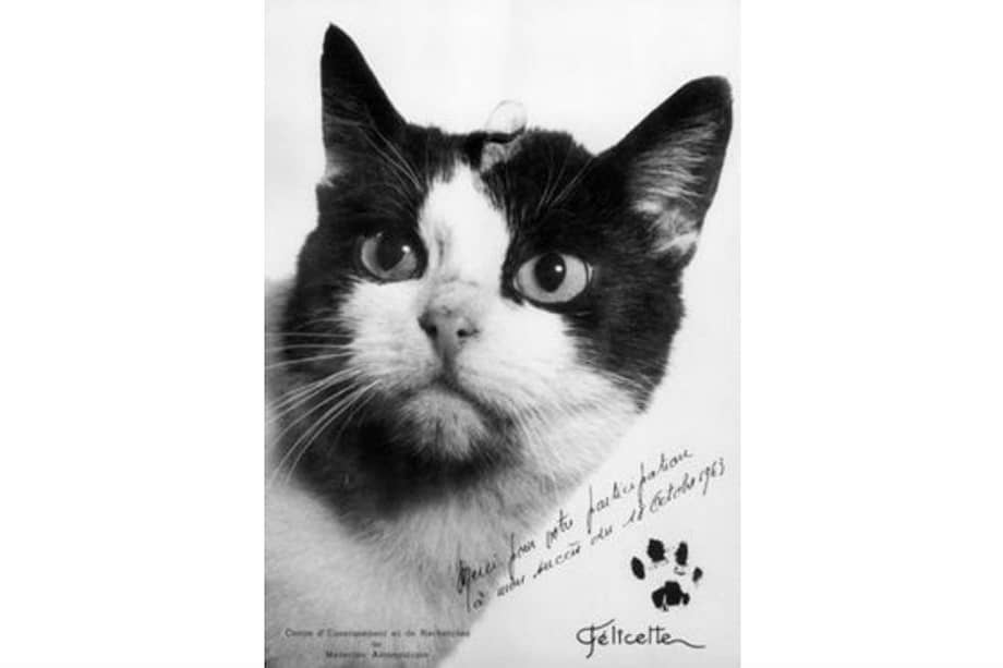 Se cumplen 55 años del primer y único gato en el espacio
