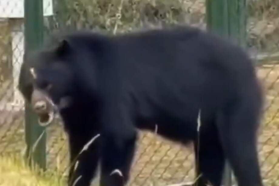 El animal habría ingresado a las instalaciones de la empresa debido a que se encontraba buscando comida.