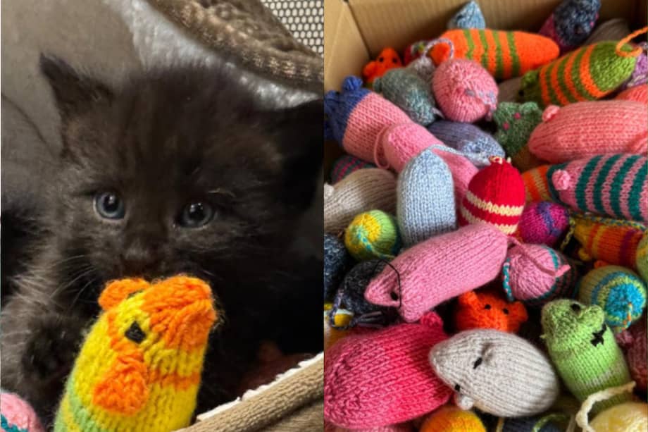 Paquetes llenos de lana, colores y dedicación recorrieron el país hasta convertirse en una herramienta clave de enriquecimiento para gatos que esperan una segunda oportunidad.