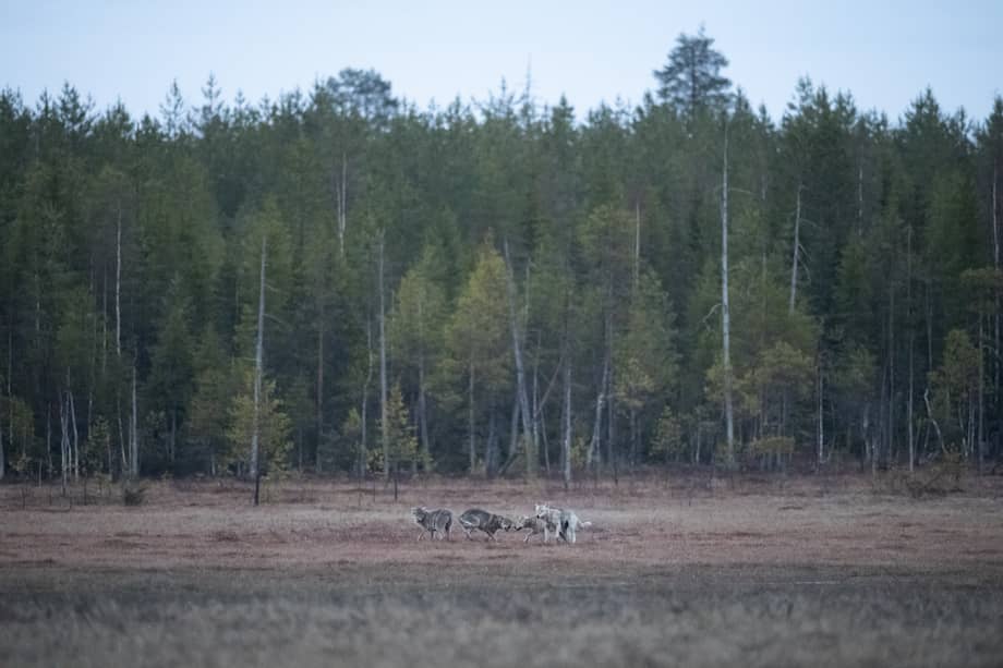 Imagen de referencia. El hallazgo del híbrido coincide con un momento de expansión de las poblaciones de lobos en Grecia, favorecido por la prohibición de caza establecida en 1983 bajo el Convenio de Berna. (Photo by Olivier MORIN / AFP)