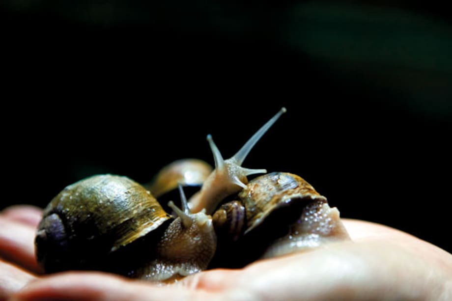 Historia del caracol hecho negocio