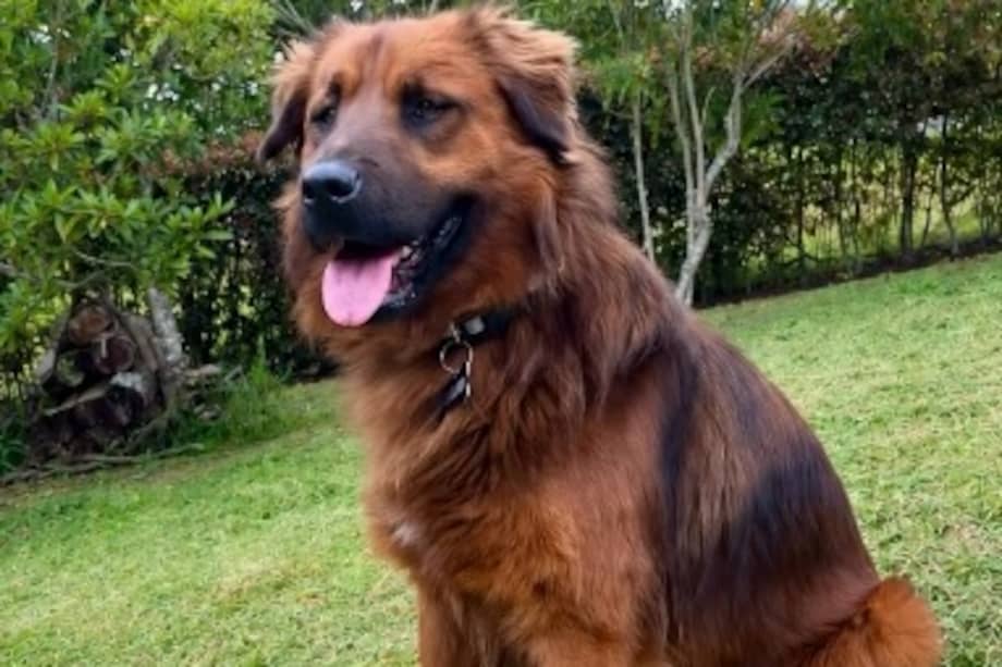 Caramelo es un perro de aproximadamente 27 kilogramos, tiene los ojos color ámbar, pelaje café rojizo con una máscara negra y un temperamento dulce, aunque muy nervioso.