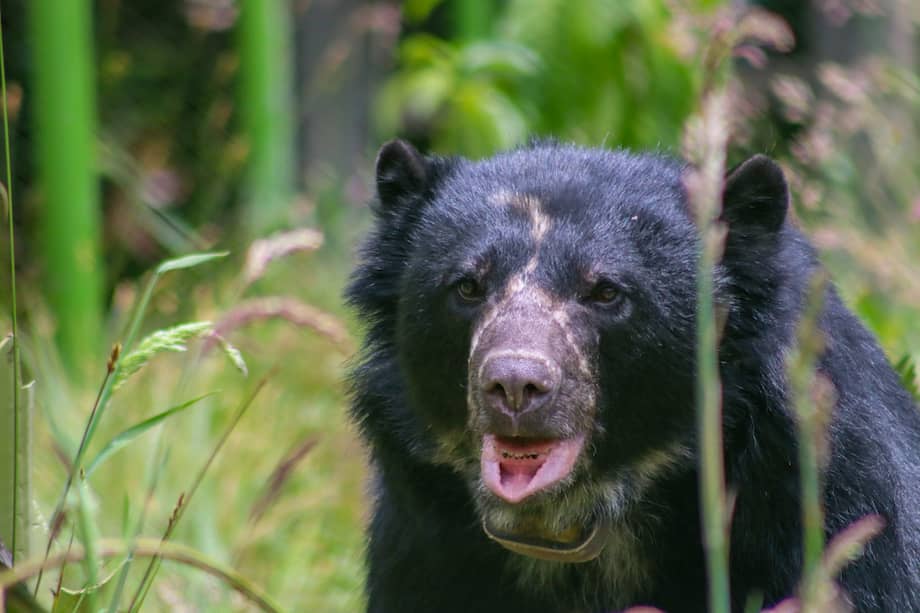 El oso andino Tamá había sido rescatado en 2014, cuando apenas tenía 4 meses de edad. Habían matado a su madre.