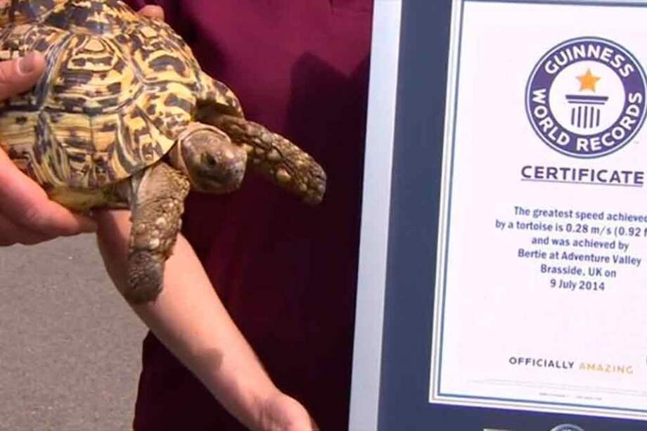 La tortuga más veloz del mundo y el mayor pie humano, nuevos récord Guinness