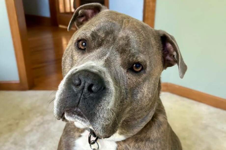 Oakley fue adoptado de cachorro en una organización local llamada Players for Pits, es descrito por sus dueños como un perro enérgico y cariñoso.