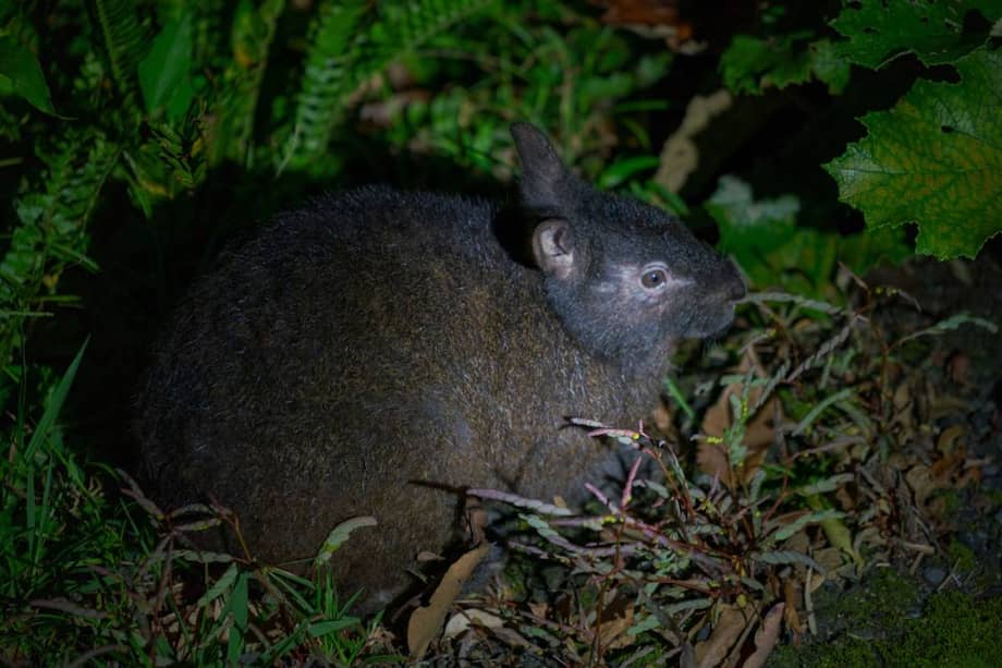 El conejo de Amami se ha convertido en un símbolo cultural para las comunidades locales de las dos islas que habita. / © Adobe Stock