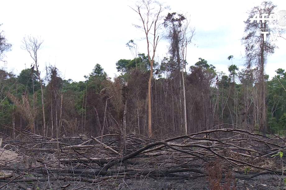 Los bosques tropicales albergan entre 50% y 90% de las especies terrestres.