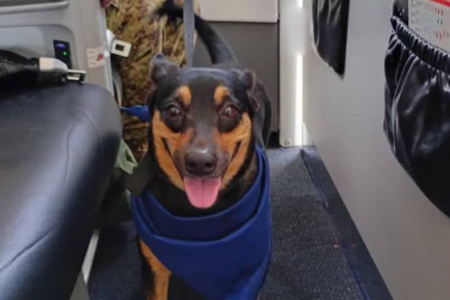 Fénix, la perrita sobreviviente que se vuelve rescatista militar.